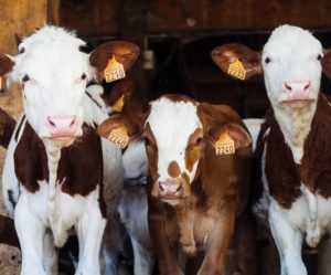 Cows_adobe