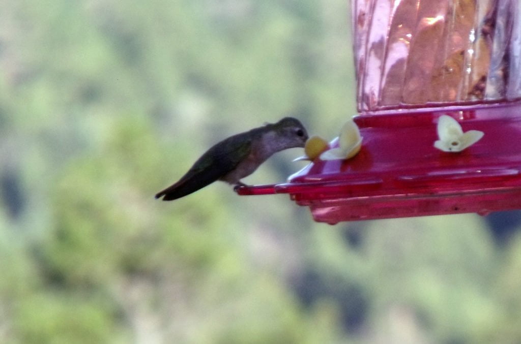 Humminbird_adobe