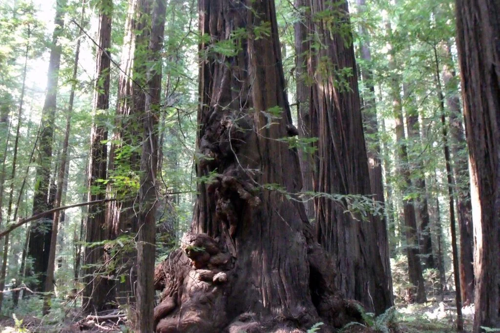 Redwoods natural sculptures Adobe