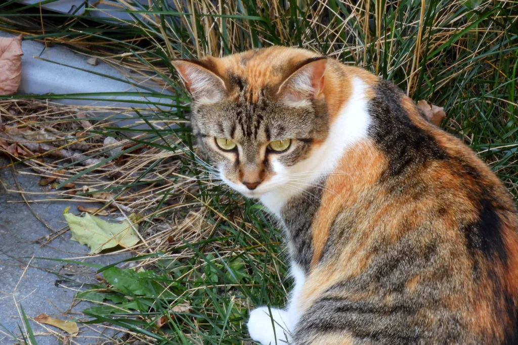 Cats have always been woke