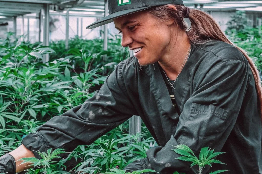 Cultivating Marijuana is labor intensive